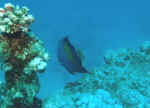 kaiserfisch.jpg (34209 Byte)