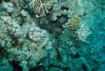 korallen.jpg (63480 Byte)
