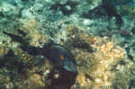 sohaldoktorfisch.jpg (52357 Byte)
